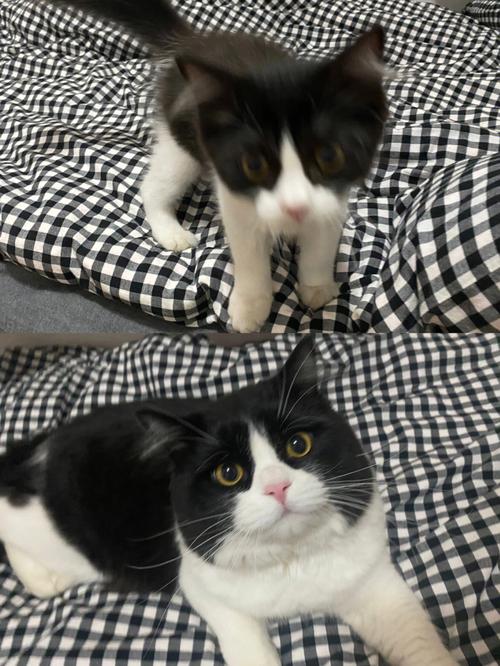 免费资料-资料大全和肥猫一年多减重16斤与肥猫一年多减重16斤正常吗