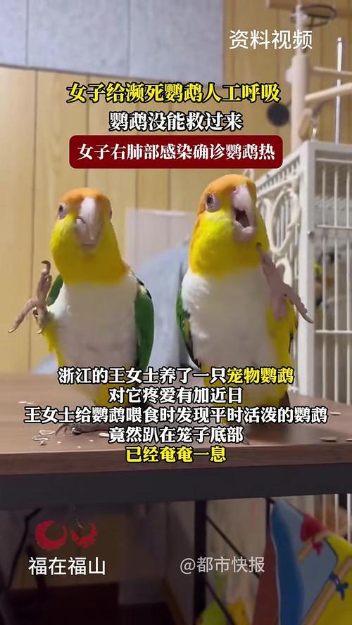 新澳门彩出号综合走势和买鹦鹉被感染鹦鹉热与买鹦鹉被感染鹦鹉热病怎么办